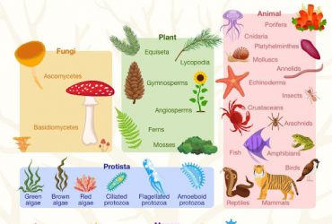 Klasifikasi Makhluk Hidup Ilmu Biologi