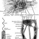 Pengertian Sel Beserta Strukturnya