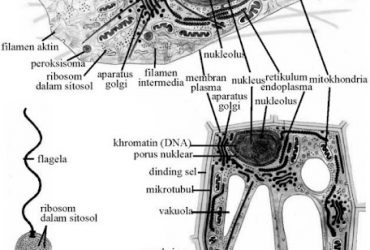 Pengertian Sel Beserta Strukturnya