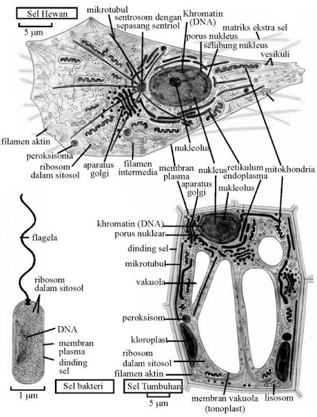 Pengertian Sel Beserta Strukturnya