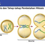 Pembelahan Mitosis serta Tahapan Pembelahannya