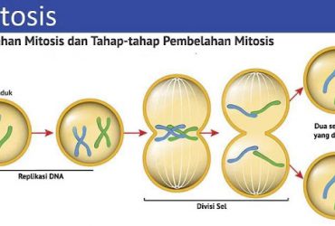 Pembelahan Mitosis serta Tahapan Pembelahannya