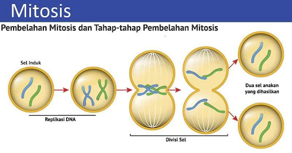 Pembelahan Mitosis serta Tahapan Pembelahannya